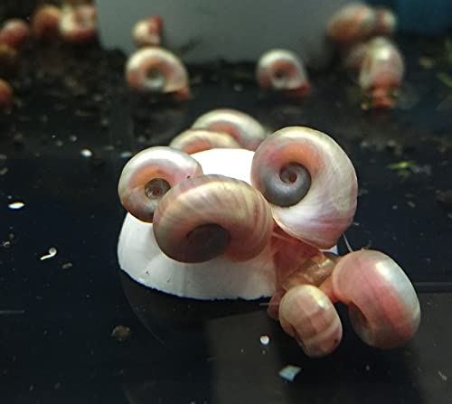 Garnelio Crustarock - Mineralstein für Schnecken, Krebse & Krabben 1 stck. Garnelio Crustarock - Mineralstein für Schnecken, Krebse & Krabben 1 stck. von Garnelio