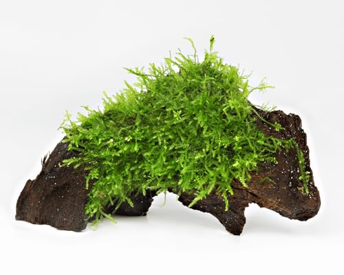 NatureHolic Aquarium Moos Deko Wurzel | mit Christmasmoos bewachsen | Natürliche Aquariumwurzel für Aquascaping & Garnelen | Vesicularia montagnei | Dekoration für Süßwasseraquarien von Garnelio
