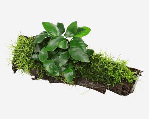 NatureHolic Aquarium Pflanzen Deko | Bepflanzte Aquariumwurzel mit Christmasmoos & Anubias | Natürliche Aquariendekoration für Aquascaping & Garnelenbecken | Wurzel mit Moos & Pflanze von Garnelio