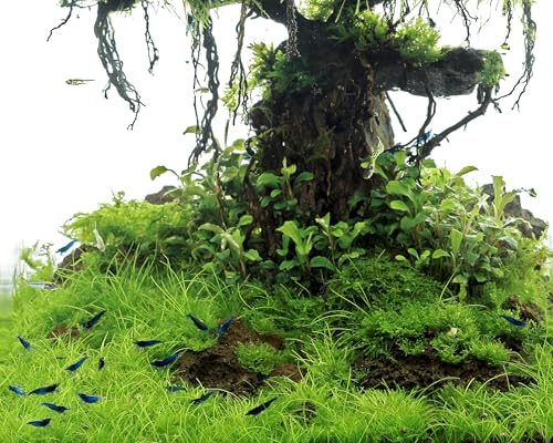 Vordergrund Aquariumpflanzen Set - Eleocharis parvula Mini, Lavastein mit Javamoos & Aufsitzerpflanzen - InVitro schadstofffrei - Natürlicher Teppich & Struktur für Garnelen & Aquascapes Vordergrund Aquariumpflanzen Set - Eleocharis parvula Mini, Lavastein mit Javamoos & Aufsitzerpflanzen - InVitro schadstofffrei - Natürlicher Teppich & Struktur für Garnelen & Aquascapes von Garnelio