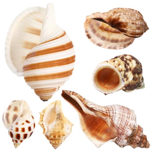 Gatuida 6 Stück Muschel-Einsiedlerkrebs-Schale Muscheln zur Dekoration Krabbe Einsiedlerkrebs-Set Fisch Dekorative Muscheln Aquarien Dekoration Muscheln zum Dekorieren Muschelschalen Hülse von Gatuida