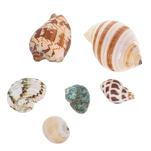 Gatuida 6 Stück Natürliche Muscheln: Muschelschalen Zur Dekoration Von Aquarien – Einsiedlerkrebse, Aquariumzubehör – Ornamente Für Die Unterwasserlandschaft Gatuida 6 Stück Natürliche Muscheln: Muschelschalen Zur Dekoration Von Aquarien – Einsiedlerkrebse, Aquariumzubehör – Ornamente Für Die Unterwasserlandschaft von Gatuida