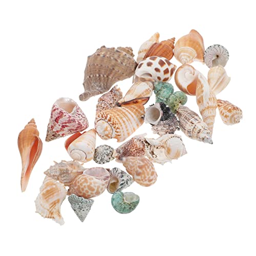 Gatuida Aquarium Dekoration Natürliches Conch Ornament Umweltfreundlich Sicher für Fischbecken Deko Leicht Tragbar Geeignet für Aquarium und Glaswasserbehälter Gatuida Aquarium Dekoration Natürliches Conch Ornament Umweltfreundlich Sicher für Fischbecken Deko Leicht Tragbar Geeignet für Aquarium und Glaswasserbehälter von Gatuida