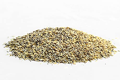 Gebrüder Goller Hafer Ganzes Korn 25kg - Futterhafer als Pferdefutter ungeschält für Pferd und Pony/Kraftfutter Pferd für mehr Energie - mehrfach gesiebt & staubarm - direkt vom Hof Gebrüder Goller Hafer Ganzes Korn 25kg - Futterhafer als Pferdefutter ungeschält für Pferd und Pony/Kraftfutter Pferd für mehr Energie - mehrfach gesiebt & staubarm - direkt vom Hof von Gebrüder Goller