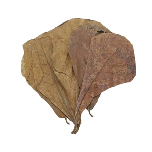 20 Stück Seemandelbaumblätter 20cm, Terminalia Catappa Leaves, Natürlicher Wasseraufbereiter aus Seemandelbaumblättern, für Aquarium Fisch & Garnelen (20PC) von Generic