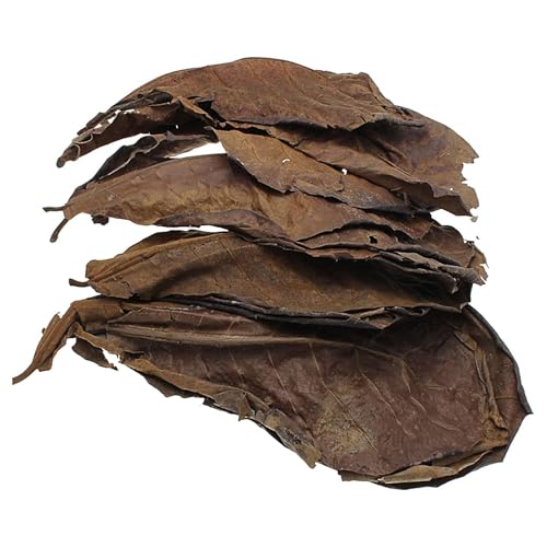 Betta-Blätter, Mandelblätter für Aquarien, Zubehör für Aquarien, Catappa-Blätter, Packung mit 10 Stück, Spielzeug für Bettafische, Garnelenblätter für die Wasserpflege, Kontrollblätter von Generic