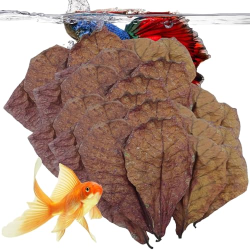 Catapablätter für Aquarienblätter für Beda-Fische, , Schildkröten, Krabben | Wasseraufbereiter für pH-Ausgewogenheit, natürliche Dekoration und Versteck für Aquarien, Reptilien Catapablätter für Aquarienblätter für Beda-Fische, , Schildkröten, Krabben | Wasseraufbereiter für pH-Ausgewogenheit, natürliche Dekoration und Versteck für Aquarien, Reptilien von Generic