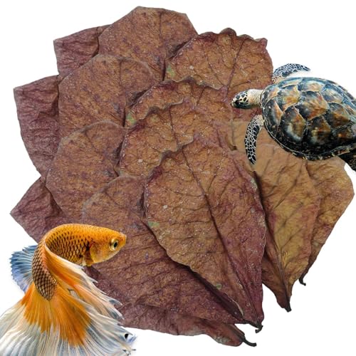Catappa-Blätter für Aquarium, Mandelblätter, indische Mandelblätter von Catappa, Wasseraufbereiter für pH-Wert, Aquarium für Aquarium, Tank, von Generic