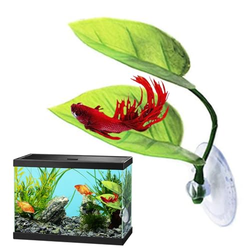 Fisch ruhende Blatt Betta,Betta Bett - Pflanze Blatt Kröte Fisch Laichen,Verbessert die Gesundheit der Betta durch Simulation des natürlichen Lebensraums der Laichgründe der Betta. von Generic