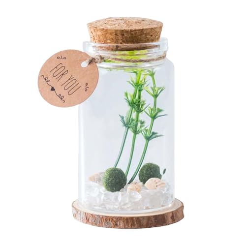 Glas-Terrarium-Set mit Zylindervase, einzigartiges dekoratives Desktop-Ornament für den Innenbereich Snh741 (White, 4X8CM) von Generic