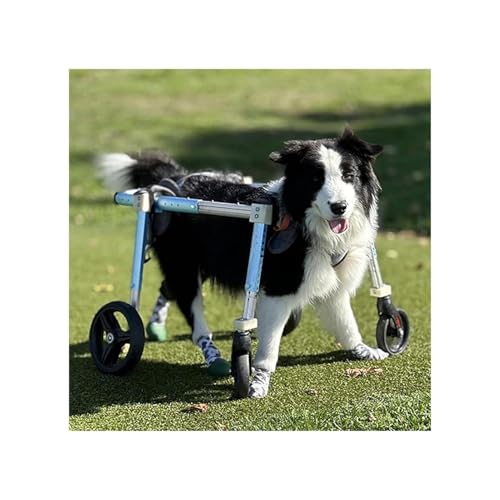 Haustierrollstuhl Mit 4 Rädern Für Die Vorder- Und Hinterbeine, Laufband Mit Vollständiger Unterstützung Für Alle Hunderassen, Verstellbarer Tragbarer Rollstuhl Mit Beinschienen(L) von Generic