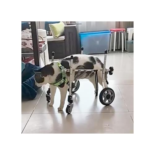 Hunderollstuhl XXS/Xs/S Katzenrollstuhl Für Hinterbeine, Vierrädrige Mobilitätshilfen Für Hundearthritis Zur Rehabilitation, Tragbarer Trainingswagen Für Schwache Beinorthesen(Large Wide) von Generic