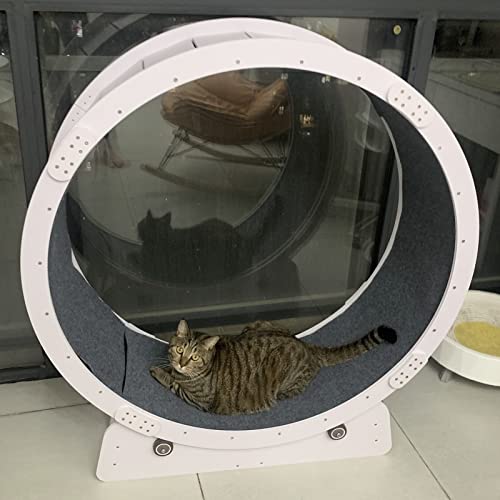 Laufrad für Katzen, Robustes Katzen-Übungsrad für den Innenbereich, weiß, klein, mittelgroß, groß, Laufband für Katzen, Spielzeug/Kratzbrett für Katzen, leise, mit kleinem Spalt, Teppich-LAN Laufrad für Katzen, Robustes Katzen-Übungsrad für den Innenbereich, weiß, klein, mittelgroß, groß, Laufband für Katzen, Spielzeug/Kratzbrett für Katzen, leise, mit kleinem Spalt, Teppich-LAN von Generic