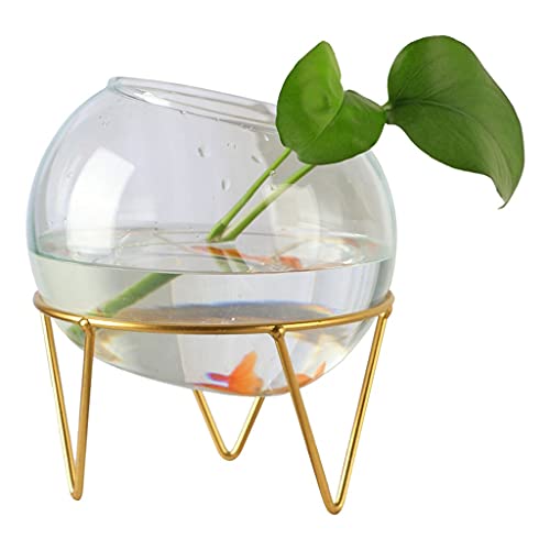 XIANGGUI 1983 Fischschalen Halterung Glas Transparentes Aquarium Wasserpflanzenvase Kleines Zierfischbecken Hydrokulturbecken Büro Zuhause Fische und Aquarien (Größe: 6,3 Zoll) von Generic