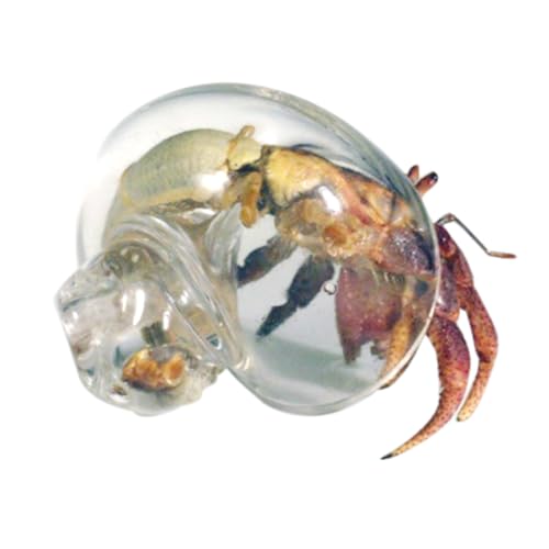 Transparente Muscheln für Einsiedler, Einsiedlerhaus, Ersatzmuscheln, Aquarium-Dekoration, Einsiedlerbedarf, Stranddekoration, Kunst Transparente Muscheln für Einsiedler, Einsiedlerhaus, Ersatzmuscheln, Aquarium-Dekoration, Einsiedlerbedarf, Stranddekoration, Kunst von Genérico