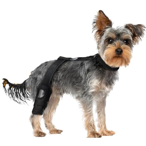 Générique Hunde-Knee-Gurt, Rückenstütze, rutschfestes Haustier-Knee-Halter, verstellbarer Gurt, weicher Schutz, Canine Recovery für Hunde, Haustiere, Mobilitätsbefestigung, Rehabilitation, drinnen und Générique Hunde-Knee-Gurt, Rückenstütze, rutschfestes Haustier-Knee-Halter, verstellbarer Gurt, weicher Schutz, Canine Recovery für Hunde, Haustiere, Mobilitätsbefestigung, Rehabilitation, drinnen und von Générique