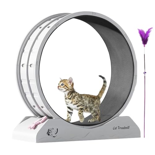 Laufrad für Katzen, Laufrad für Katzen | ruhige Trainingsausrüstung für Kätzchen, große Katzen, trainieren ein Laufrad mit Teaser, Kätzchen für den Innenbereich von Générique