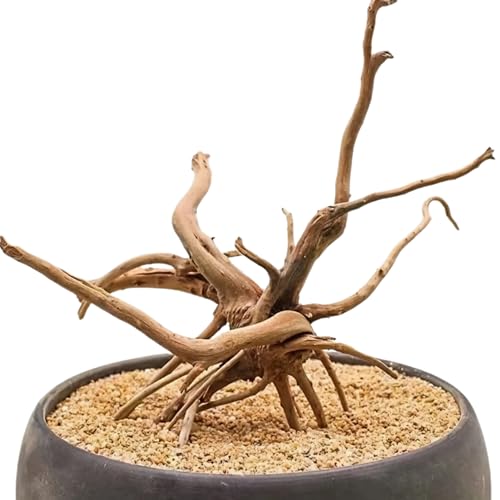 Natürliches Treibholz für Aquarium – 3 Größen erhältlich (10–15 cm │ 15–20 cm │ 20–25 cm) – 100 % umweltfreundliche Dekoration, Verstecke & Zuflucht, biologischer Zyklus, verstärkt, authentischer Stil von Générique