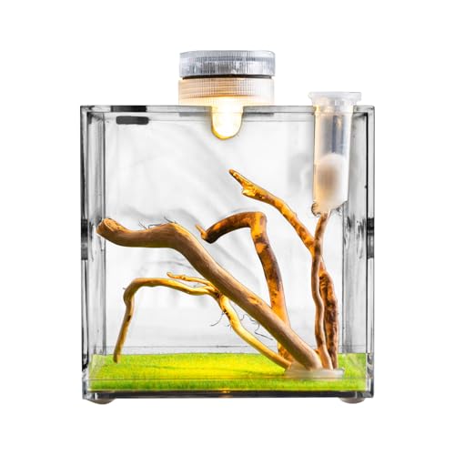 Reptilienbehälter aus transparentem Glas - Transparenter Reptilienkäfig, Haustierlautsprecher | optimales Wohlbefinden für Haustiere, Vorhandensein von Atemlöchern, Material von Générique