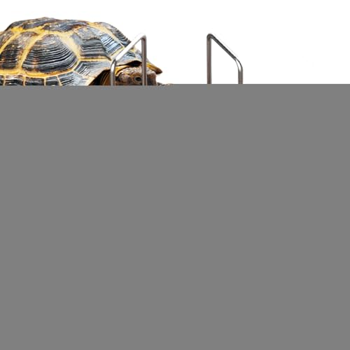 Turtle Water Feeder, Reptile Feeding Dish, Drinking Solution for Terrarium Pets, Triangle Bowl, Amphibian Hydration Flach, Abnehmbare Fencezubehör, Bearded Dragon Gecko Lizard, 15,9 x 14,2 cm von Générique