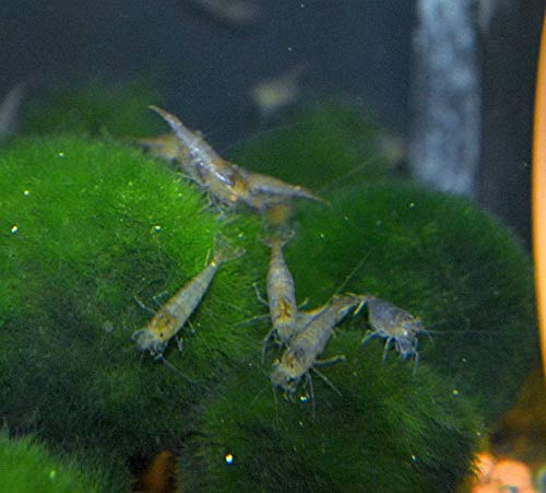 10 Stück Sulawesi Algengarnele - Inlandsgarnele - Caridina pareparensis parvidentata 10 Stück Sulawesi Algengarnele - Inlandsgarnele - Caridina pareparensis parvidentata von Generisch