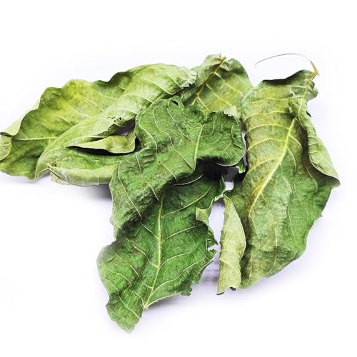 25 STK. Premium Nano Walnussblätter Grün ganz (je 4-8cm) - Laub für Aquarium & Terrarium > Garnelen, Schnecken, Krebse, Welse | 3 in 1 = Futter, Versteck & Wasseraufbereitung von Generisch