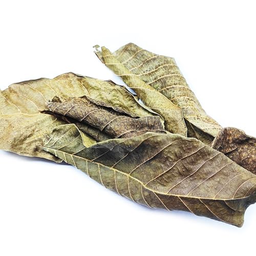 25 STK. Premium Walnussblätter Grün/Braun gemischt ganz (je 8-15cm) - Laub für Aquarium & Terrarium > Garnelen, Schnecken, Krebse, Welse | 3 in 1 = Futter, Versteck & Wasseraufbereitung von Generisch