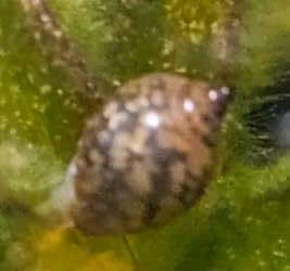 30 Blasenschnecken, Lebende Wasserschnecken für Aquarien 30 Blasenschnecken, Lebende Wasserschnecken für Aquarien von Generisch
