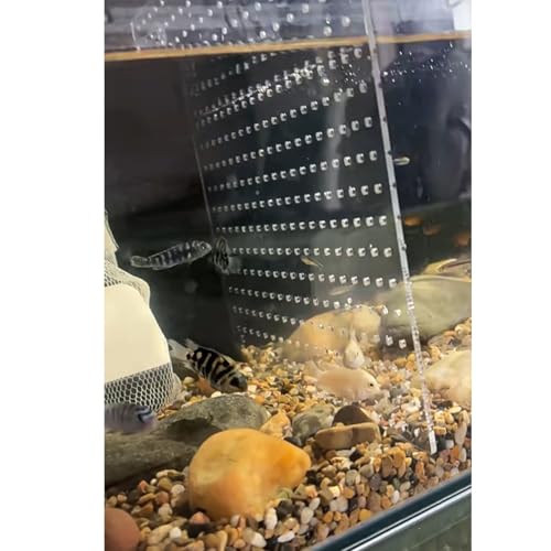 Aquarium-Tank-Trennwand, transparentes Acryl, verstellbarer Zuchtkoffer für Betta und Kampffische, gesunde Trennlösung Aquarium-Tank-Trennwand, transparentes Acryl, verstellbarer Zuchtkoffer für Betta und Kampffische, gesunde Trennlösung von Generisch