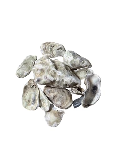Austernschalen 100g Schnecken Häuserbau Calciumquellen Landschnecken Achatschnecken Zusatzfutter von Generisch