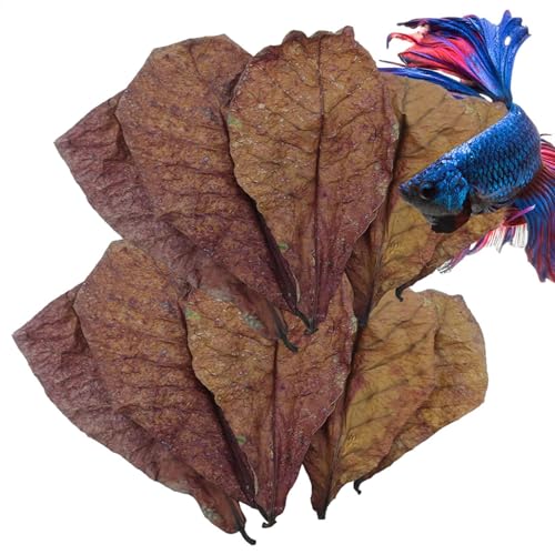 Betta Garnelenblätter - Natürliche Mandelblätter für Betta-Fische | pH-Balance Wasseraufbereiter für Aquarium | Schildkrötenbecken, Fischtank, Garnelen, Wels, Frosch-Lebensraum Zubehör für gesundes von Generisch
