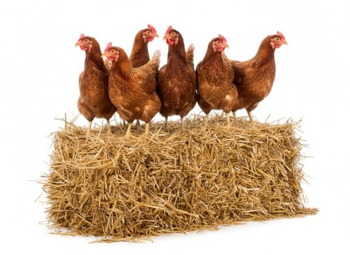Bio Strohstreu 10 kg für Hühner, Pferde, Hühner, Esel, Fohlen, Stroh, natürlich, saugfähig, umweltfreundlich, wärmeisolierend von Generisch