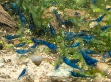 Generisch Elektronische Rattenfalle, sofortige Beseitigung von Nagetieren, Zapper mit haustiersicherem Auslöser, wiederverwendbar, für den Außenbereich und zu Hause, mit Wasser waschbar von Generisch