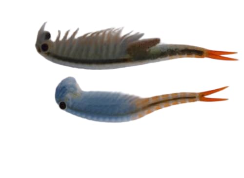 Feenkrebse Siamensis Lebendfutter, 30.000 Eier, 0,2 ml Kapsel, Triops Urzeitkrebse zum Züchten Feenkrebse Siamensis Lebendfutter, 30.000 Eier, 0,2 ml Kapsel, Triops Urzeitkrebse zum Züchten von Generisch