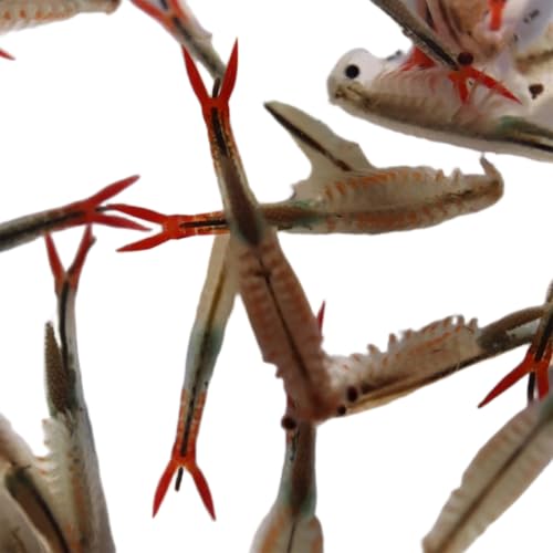 Feenkrebse Sirindhornae Lebendfutter, 30.000 Eier, Urzeitkrebse Triops, mit Aufzuchtanleitung Feenkrebse Sirindhornae Lebendfutter, 30.000 Eier, Urzeitkrebse Triops, mit Aufzuchtanleitung von Generisch