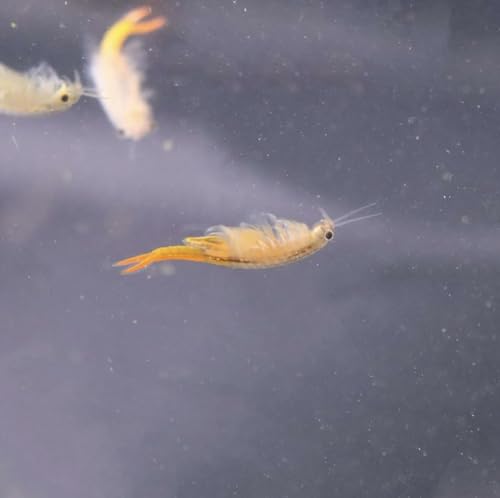 Feenkrebse Thailandensis Lebendfutter, 30.000 Eier, Zuchtset mit Pipette und Futter für Aquarienfische, 0,2ml Kapsel Feenkrebse Thailandensis Lebendfutter, 30.000 Eier, Zuchtset mit Pipette und Futter für Aquarienfische, 0,2ml Kapsel von Generisch