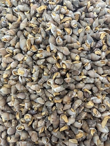 Futterschnecken getrocknet für Kugelfische Krebse Schildkröten Schlangen (500 Gr) von Generisch