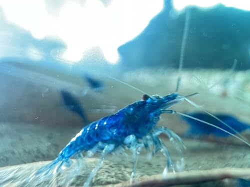 Blaue Garnelen Blue Dream (Neocaridina davidi) Zwerggarnelen (10) von Generisch