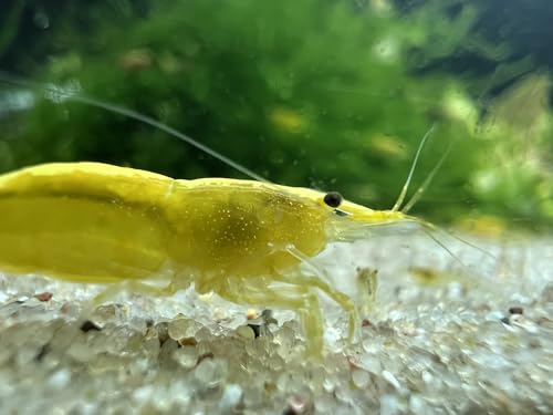 Gelbe Garnelen Yellow Fire Neon (Neocaridina davidi) 10 Stück Zwerggarnelen von Generisch