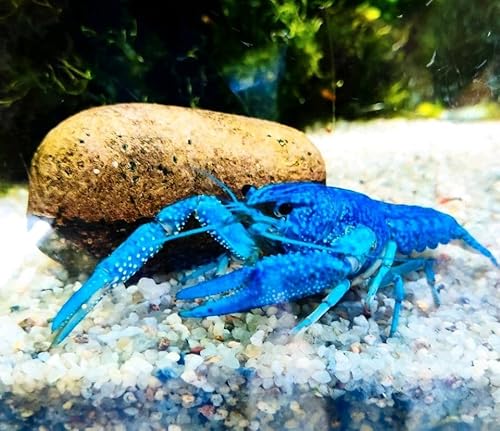 Garnelenglück- Blauer Floridakrebs - Procambarus alleni - 2 Stück (6-8 cm) von Generisch