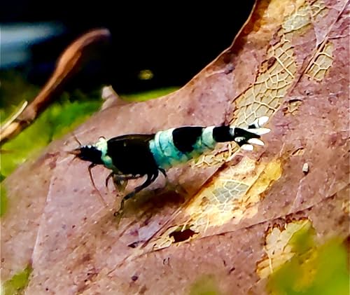 Garnelenglück - Taiwan Bee Garnelen - Verschiedene Varianten - 1 Stück (Blue Panda) von Generisch