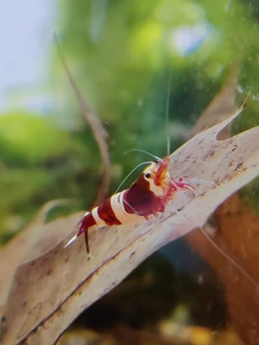 Garnelenglück - Taiwan Bee Garnelen - Verschiedene Varianten - 1 Stück (Red Wine) von Generisch