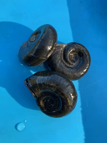 Gartenteichset - 5 kleine Muscheln + 5 Sumpfdeckelschnecken + 5 Posthornschnecken - für einen klaren Teich Gartenteichset - 5 kleine Muscheln + 5 Sumpfdeckelschnecken + 5 Posthornschnecken - für einen klaren Teich von Generisch