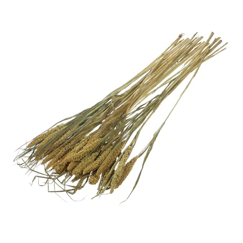Generisch 1 Blumen Kräuter Müsli Hamster Einstreu Zubehör Für Hamster Lebensraum Kleintier Einstreu Müsli Hamsterkäfig Dekoration Ratten Einstreu Cottagecore Einstreu Eichhörnchen Generisch 1 Blumen Kräuter Müsli Hamster Einstreu Zubehör Für Hamster Lebensraum Kleintier Einstreu Müsli Hamsterkäfig Dekoration Ratten Einstreu Cottagecore Einstreu Eichhörnchen von Generisch
