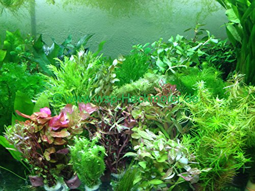 Generisch 20 schnellwachsende Aquariumpflanzen Wasserpflanzen gegen Algen im Aquarium von Generisch