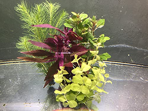 Generisch 25 Aquarienpflanzen Pflanzen Aquarium Wasserpflanzen Aquariumpflanzen in 4 Bunde gefasst von Generisch