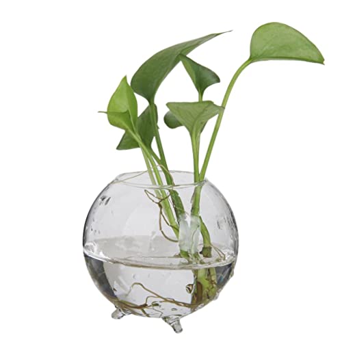 Hydrokultur-Topf aus Glas, Blumenvase, Feengarten, DIY-Terrarium Hydrokultur-Topf aus Glas, Blumenvase, Feengarten, DIY-Terrarium von Generisch