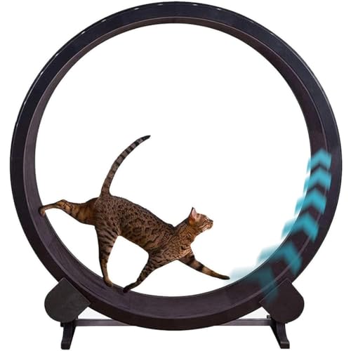 Katzen-Trainingsrad, interaktives Kletter- und Laufspielzeug für Haustiere im Innenbereich, langlebiges Kratzbrett für kleine bis mittelgroße Katzen Katzen-Trainingsrad, interaktives Kletter- und Laufspielzeug für Haustiere im Innenbereich, langlebiges Kratzbrett für kleine bis mittelgroße Katzen von Generisch