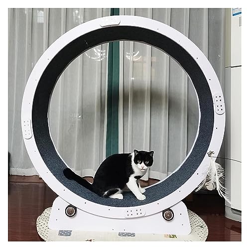 Katzen-Trainingsrad für kleine/große Katzen, leises Laufrad für erwachsene Katzen, Kätzchen, lustiges und ansprechendes Katzen-Trainingsspielzeug für Indoor-Aktivitäten Katzen-Trainingsrad für kleine/große Katzen, leises Laufrad für erwachsene Katzen, Kätzchen, lustiges und ansprechendes Katzen-Trainingsspielzeug für Indoor-Aktivitäten von Generisch