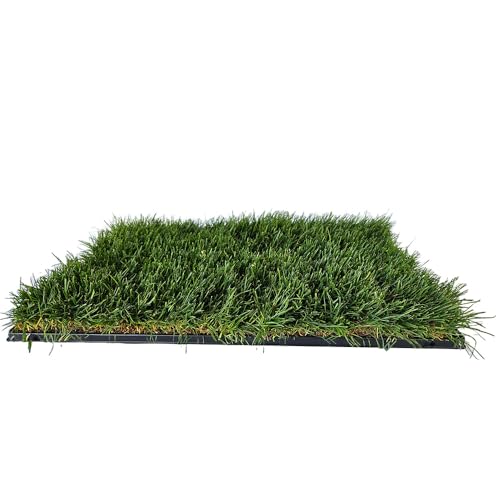 Katzengras-Matte mit Spezialschale, 60 x 40 cm, Lebender Rasen für Haustiere Katzengras-Matte mit Spezialschale, 60 x 40 cm, Lebender Rasen für Haustiere von Generisch
